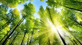 Tall green trees with the sun shining through
